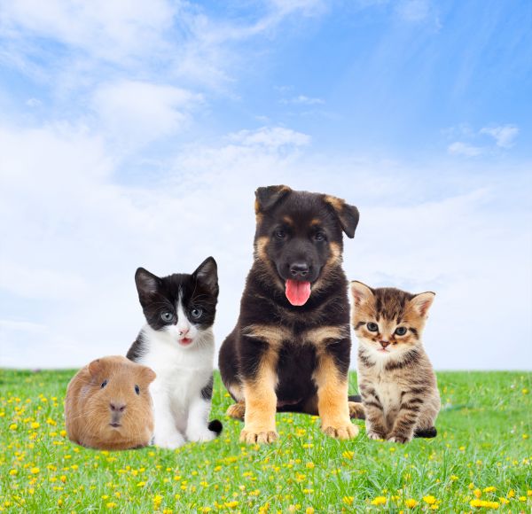 Hendersonville Pets