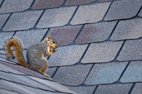 Hendersonville Wildlife Removal